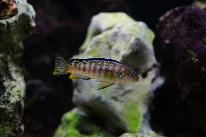 Chindongo sp. 'elongatus ornatus' Likoma Island